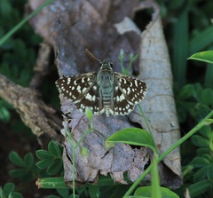 Spialia galba