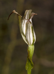 Pterostylis recurva