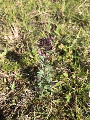 Parentucellia latifolia