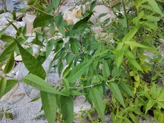 Buddleja asiatica