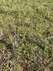 Parentucellia latifolia