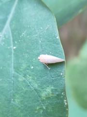 Cofana