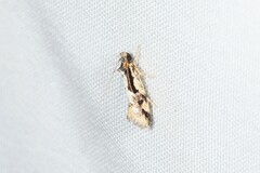 Machetis diamochla