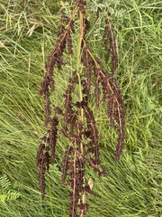 Rumex confertus