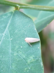 Cofana