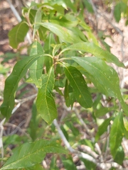 Psychotria amboniana