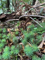 Dawsonia