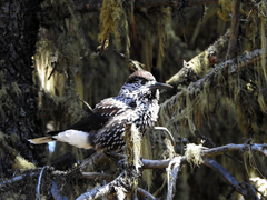 Nucifraga caryocatactes