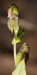 Pterostylis sanguinea