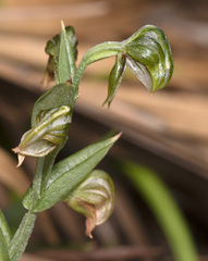 Pterostylis sanguinea
