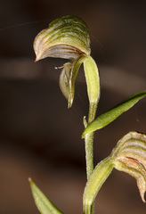 Pterostylis sanguinea
