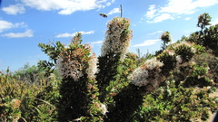 Hakea ruscifolia