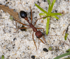 Myrmecia analis