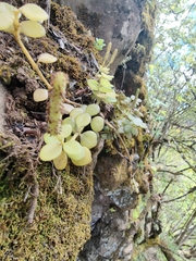 Peperomia tetraphylla