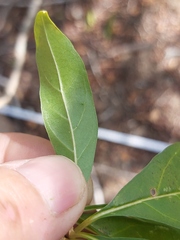 Psychotria amboniana