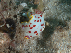 Goniobranchus splendidus