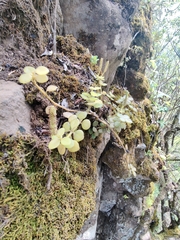 Peperomia tetraphylla