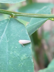Cofana