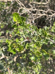 Searsia glauca