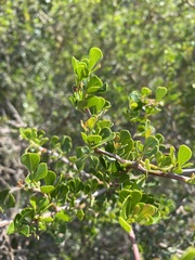 Searsia glauca