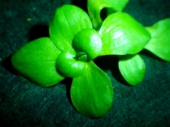 Callitriche stagnalis