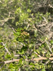 Searsia glauca