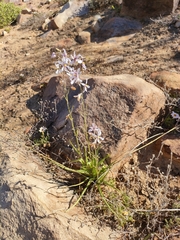 Cyanella orchidiformis