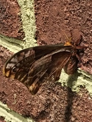 Callosamia angulifera