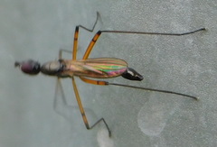 Micropeza corrigiolata