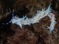 Pteraeolidia ianthina