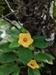Sida fallax