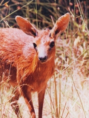 Raphicerus melanotis