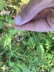 Rhynchospora capitellata