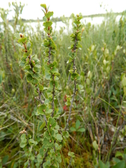 Betula michauxii