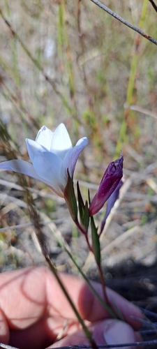Image of Gladiolus trichonemifolius by (c) Eugene Hahndiek, some rights reserved (CC BY-SA)