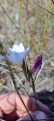 Gladiolus trichonemifolius