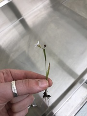 Iridaceae