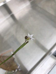 Iridaceae