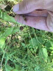 Rhynchospora capitellata