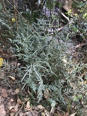Pteris ensiformis
