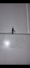 Aegomorphus jaspideus