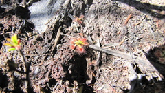 Drosera pulchella