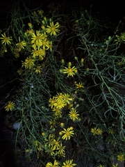 Senecio flaccidus
