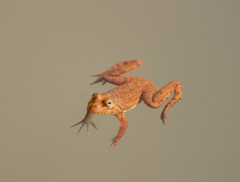 Euphlyctis cyanophlyctis