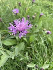 Centaurea nigrescens