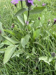 Centaurea nigrescens