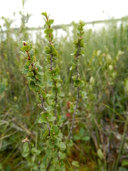 Betula michauxii