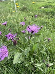 Centaurea nigrescens