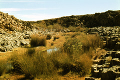 Poaceae