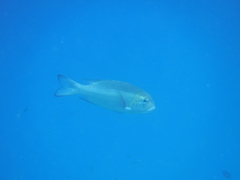 Monotaxis grandoculis